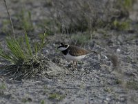 Charadrius dubius 40, Kleine plevier, Saxifraga-Luuk Vermeer