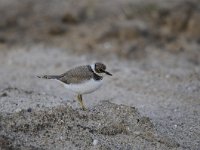 Charadrius dubius 42, Kleine plevier, Saxifraga-Luuk Vermeer