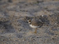 Charadrius dubius 47, Kleine plevier, Saxifraga-Luuk Vermeer