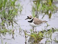 Charadrius dubius 52, Kleine plevier, Saxifraga-Luuk Vermeer