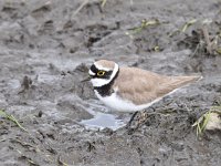 Charadrius dubius 61, Kleine plevier, Saxifraga-Luuk Vermeer