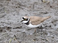 Charadrius dubius 63, Kleine plevier, Saxifraga-Luuk Vermeer