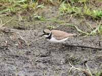 Charadrius dubius 64, Kleine plevier, Saxifraga-Luuk Vermeer