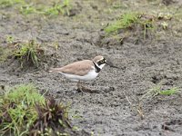 Charadrius dubius 67, Kleine plevier, Saxifraga-Luuk Vermeer