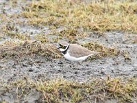 Charadrius dubius 71, Kleine plevier, Saxifraga-Luuk Vermeer