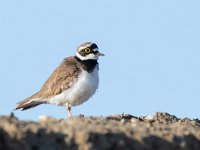 Charadrius dubius 88, Kleine plevier, Saxifraga-Mark Zekhuis