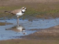 Charadrius dubius 89, Kleine plevier, Saxifraga-Mark Zekhuis