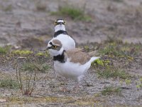 Charadrius dubius 96, Kleine plevier, Saxifraga-Tom Heijnen