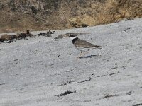 Charadrius hiaticula, Great Ringed Plover