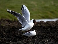 Chroicocephalus ridibundus 110, Kokmeeuw, Saxifraga-Bart Vastenhouw