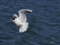 Chroicocephalus ridibundus 21, Kokmeeuw, Saxifraga-Rik Kruit