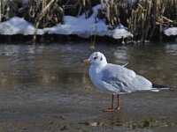 Chroicocephalus ridibundus 27, Kokmeeuw, Saxifraga-Ab H Baas