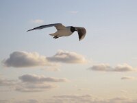 Chroicocephalus ridibundus 32, Kokmeeuw, Saxifraga-Rob Felix : Animalia, Aves, Chordata, animal, bird, dier, dieren, gewervelde dieren, vertebraat, vertebrate, vogel, vogels