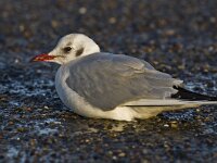 Chroicocephalus ridibundus 34, Kokmeeuw, Saxifraga-Rik Kruit
