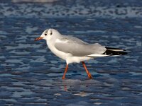 Chroicocephalus ridibundus 41, Kokmeeuw, Saxifraga-Bart Vastenhouw