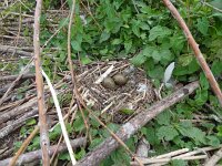 Chroicocephalus ridibundus 42, Kokmeeuw, Saxifraga-Mark Zekhuis
