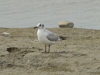 Chroicocephalus ridibundus 46, Kokmeeuw, Saxifraga-Willem van Kruijsbergen