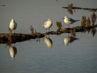 Chroicocephalus ridibundus 63, Kokmeeuw, adult, winter plumage, Saxifraga-Theo Verstrael
