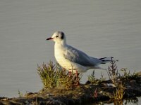 Chroicocephalus ridibundus 65, Kokmeeuw, adult, winter plumage, Saxifraga-Theo Verstrael