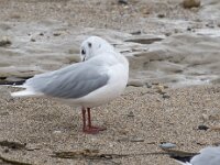Chroicocephalus ridibundus 73, Kokmeeuw, Saxifraga-Willem van Kruijsbergen