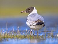 Black-headed gull bird in wetland  Black-headed gull (Chroicocephalus ridibundus) bird walking in wetland. Wildlife scene in nature. Netherlands. : Chroicocephalus, Netherlands, action, adult, animal, background, beach, beautiful, bird, birding, birdwatching, black, black-headed, black-headed gull, breeding, closeup, coast, common, cute, environment, europe, fauna, feather, field, flight, fly, grass, green, gull, headed, lake, landscape, larus, natural, nature, ocean, ornithology, ridibundus, river, rural, sea, seagull, water, waterbird, white, wild, wildlife