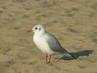Chroicocephalus ridibundus 8, Kokmeeuw, Saxifraga-Jan van der Straaten