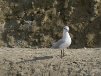 Chroicocephalus ridibundus 83, Kokmeeuw, Saxifraga-Willem van Kruijsbergen