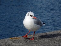 Chroicocephalus ridibundus 86, Kokmeeuw, Saxifraga-Ed Stikvoort : Meinweg en omgeving