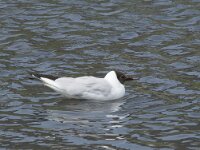 Chroicocephalus ridibundus 92, Kokmeeuw, Saxifraga-Willem van Kruijsbergen