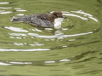 Cinclus cinclus, Dipper