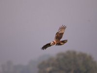 Circus aeruginosus 32, Bruine kiekendief, Saxifraga-Luuk Vermeer