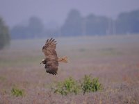 Circus aeruginosus 34, Bruine kiekendief, Saxifraga-Luuk Vermeer