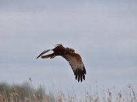 Circus aeruginosus 45, Bruine kiekendief, Saxifraga-Luuk Vermeer