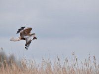 Circus aeruginosus 50, Bruine kiekendief, Saxifraga-Luuk Vermeer