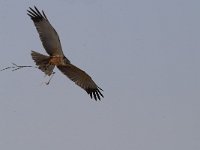 Circus aeruginosus 51, Bruine kiekendief, Saxifraga-Luuk Vermeer