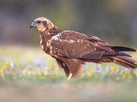 Marsh harrier female sideview  Marsh harrier (Circus aeruginosus) side view close up of female raptor in Spanish Pyrenees, Vilagrassa, Catalonia, Spain. April. : accipitral, accipitridae, accipitrine, adult, aeruginosus, animal, aves, beautiful, bird, birds, birdwatching, buzzard, catalonia, circus, close, european, falconiformes, female, fly, grass, green, habitat, harrier, hawk, hawkish, hunter, israel, male, marsh, nature, of, outdoors, park, poland, predator, prey, raptor, side, sideview, spain, spring, up, vilagrassa, vulturine, western, wild, wildlife, wings, young