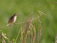 Cisticola juncidis 2, Graszanger, Saxifraga-Tom Heijnen