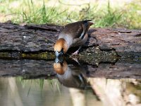 Coccothraustes coccothraustes 102, Appelvink, Saxifraga-Luuk Vermeer