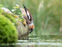 Coccothraustes coccothraustes 109, Appelvink, Saxifraga-Luuk Vermeer