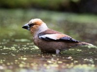 Coccothraustes coccothraustes 111, Appelvink, Saxifraga-Luuk Vermeer