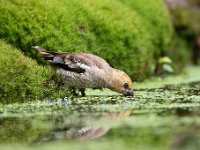 Coccothraustes coccothraustes 116, Appelvink, Saxifraga-Luuk Vermeer