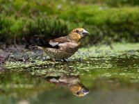 Coccothraustes coccothraustes 122, Appelvink, Saxifraga-Luuk Vermeer