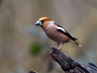 Coccothraustes coccothraustes 124, Appelvink, Saxifraga-Bart Vastenhouw