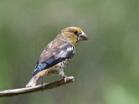 Coccothraustes coccothraustes 125, Appelvink, Saxifraga-Luuk Vermeer