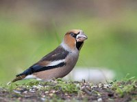 Coccothraustes coccothraustes 129, Appelvink, Saxifraga-Luuk Vermeer