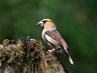 Coccothraustes coccothraustes 151, Appelvink, Saxifraga-Luuk Vermeer