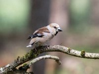 Coccothraustes coccothraustes 165, Appelvink, Saxifraga-Luuk Vermeer