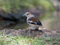 Coccothraustes coccothraustes 166, Appelvink, Saxifraga-Luuk Vermeer