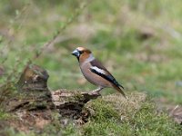 Coccothraustes coccothraustes 169, Appelvink, Saxifraga-Luuk Vermeer