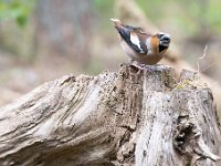 Coccothraustes coccothraustes 17, Appelvink, Saxifraga-Luuk Vermeer